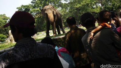 Libur Lebaran, Ragunan Dipadati Pengunjung