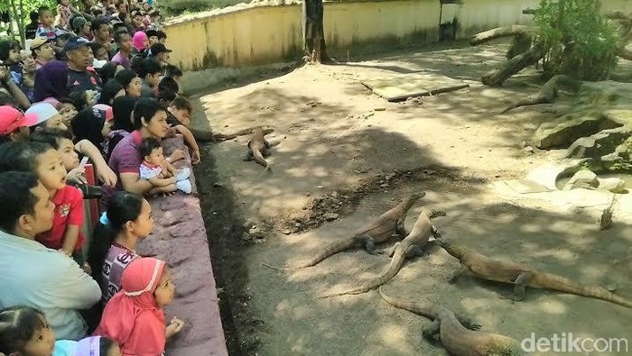 Pengunjung penuhi Kebun Binatang Surabaya