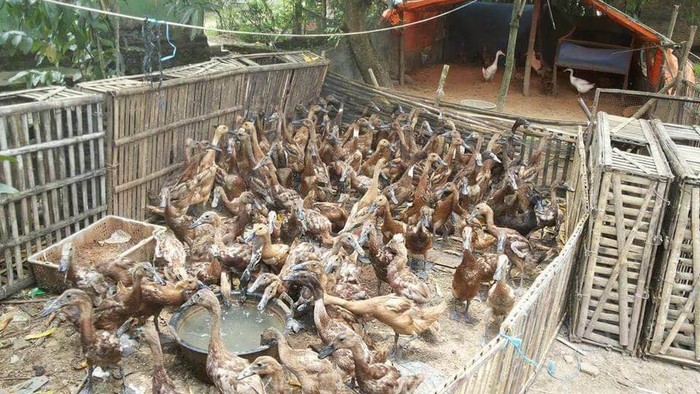 Saat Pengasuh 1.000 Bebek Mudik Lebaran