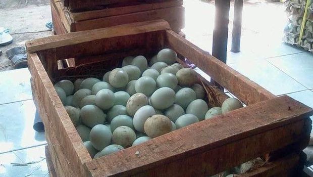Saat Pengasuh 1.000 Bebek Mudik Lebaran