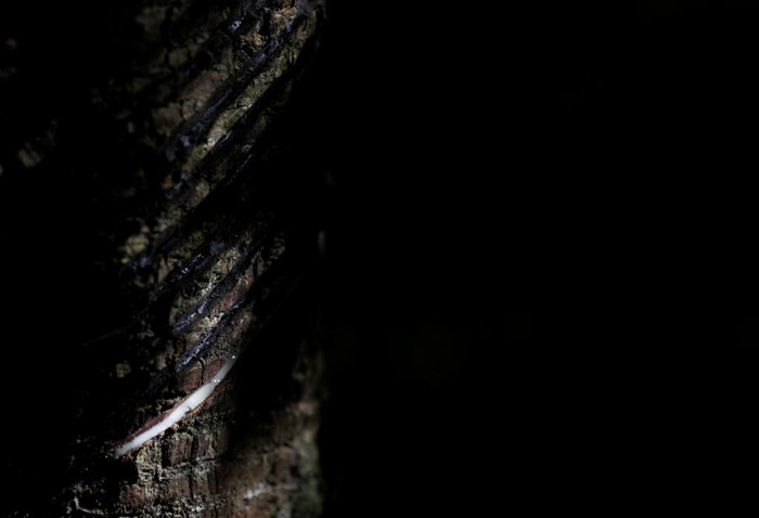Kondom yang dibuat oleh Natex ini berbahan dasar getah pohon karet Seringueira. Pohon ini memiliki habitat asli di hutan Amazon. (Foto: REUTERS/Ricardo Moraes) Kondom yang dibuat oleh Natex ini berbahan dasar getah pohon karet Seringueira. Pohon ini memiliki habitat asli di hutan Amazon. (Foto: REUTERS/Ricardo Moraes)