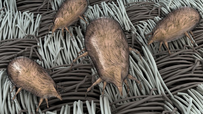 Dust mites feed on moulds (green) and organic detritus. Their feces (greenish spots) induce allergenic reactions. The glossy brown spheres are their eggs.