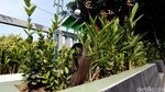 Pedestrian Jalan Chairil Anwar Bekasi Kurang Terawat