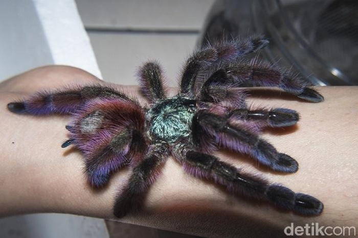 The Ming Cu dan Tarantula
