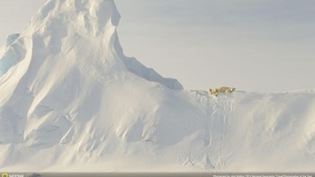 Fotografer John Rollins menangkap momen beruang putih sedang tidur di gunung es yang berselimut salju tebal. Lokasi foto ini diambil di lepas pantai pulau Baffin di Kutub Utara, Kanada. Foto ini mendapatkan Honorable Mention kategori Nature.  Foto: National Geographic Traveller 2016