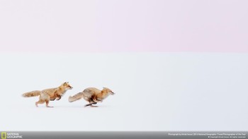 Foto rubah merah yang diberi judul Wherever You Go, I Will Follow karya fotografer Hiroki Inoue yang berlokasi di Biei, Hokkaido, Jepang. Menjadi pemenang pertama di kategori Nature. Foto: National Geographic Traveller 2016