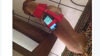 Untuk menetaskan telur Pokemon, netizen ini mengandalkan bantuan anjingnya. Untuk diketahui, menetaskan telur di Pokemon Go mensyaratkan pengguna harus jalan dengan kecepatan rendah. Foto: Istimewa