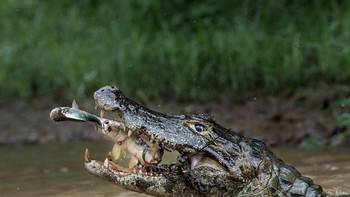 Fotografer Massimiliano Bencivenni ketika berada di Brasil berhasil mengabadikan seekor buaya berjenis Yacare caiman melahap mangsanya. Foto berjudul Double Trapping meraih juara kedua di kategori Nature.  Foto: National Geographic Traveller 2016