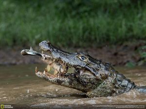 Jepretan Memukau Jawara NatGeo Traveler 2016
