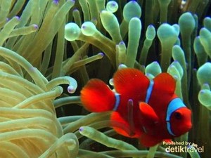 Ingin Diving atau Snorkeling Usai Lebaran, Wakatobi Tempatnya!