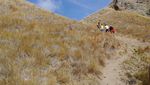 Pulau Padar, Sekeping Surga di Flores