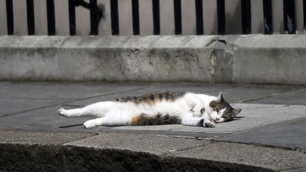 Larry the Downing Street cat lays on the pavement, in central London, Britain July 13, 2016.     REUTERS/Toby Melville