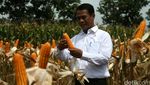 Mentan Panen Jagung di Mojokerto