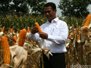 Impor Beras dan Jagung Turun, RI Hemat Rp 20 Triliun