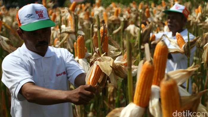 Panen jagung/Foto: Agung Pambudhy Panen jagung/Foto: Agung Pambudhy