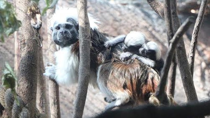 Bram dan Leia, Sepasang Primata Mungil Baru Lahir di Taman Safari Prigen