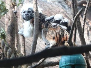 Bram dan Leia, Sepasang Primata Mungil Baru Lahir di Taman Safari Prigen