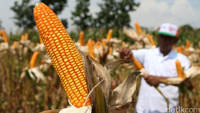 Impor Jagung Dibuka Lagi, Sekarang Tanpa Batas Kuota