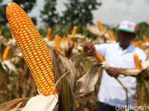 Harga Jagung untuk Pakan Ternak Naik Dipicu Ongkos Logistik