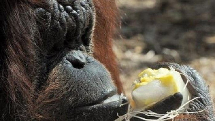 Akibat Udara Panas, Hewan di Kebun Binatang Roma Diberi Es Krim