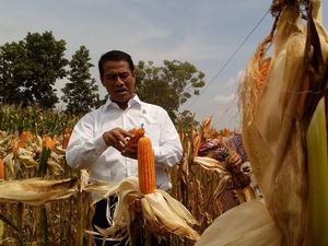 Impor Jagung Turun Drastis Tahun Ini