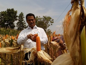 Nasib Beras, Jagung, Bawang, Cabai, Hingga Kedelai di 2 Tahun Jokowi-JK