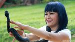 Hiii... Julia Perez Main-main dengan Ular Sanca