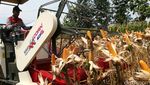 PT CPI Gandeng Petani Jagung Mojokerto
