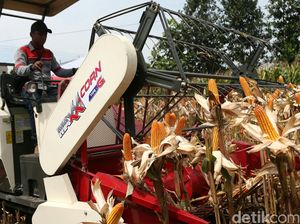 Distribusi Jagung dari Sumbawa Mahal, Kementan: Ada Masalah di Pelabuhan