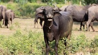 Cara membedakan kerbau jantan betina, dilihat dari postur kerbau jantan berukuran lebih besar dari betina. Dari tanduk kerbau jantan lebih panjang dan melengkung. ( iStock)