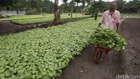 Bayam tersebut dijual dengan harga  Rp 1.500 per ikat.