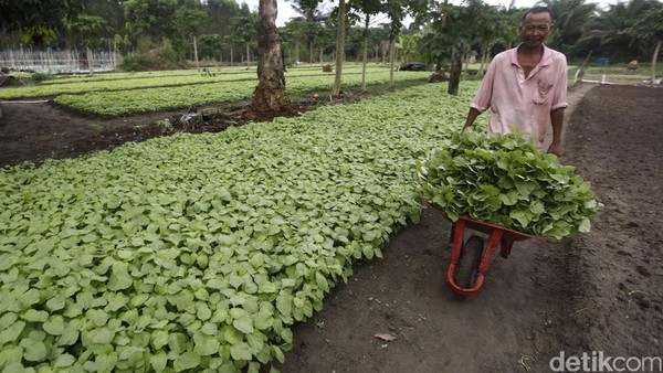 Melihat Kawasan Desa Makmur Peduli Api