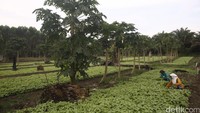 Tidak hanya bayam, kawasan itu juga ditanami pepaya.