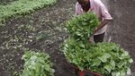 Melihat Kawasan Desa Makmur Peduli Api