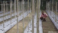 Seorang petani mengecek tanaman kacang panjang di area yang dikelola Asia Pulp and Paper di Desa Pinang Sebatang, Kabupaten Siak, Kecamatan Tualang, Riau.