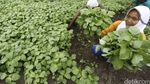 Melihat Kawasan Desa Makmur Peduli Api