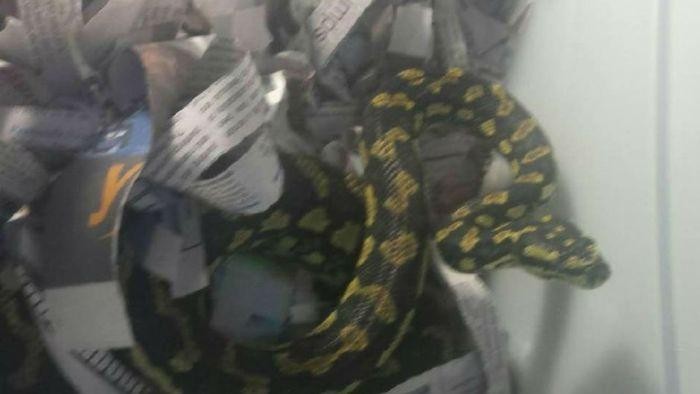 Pria NSW Bawa Ular Piton Hutan dalam Ransel di Kereta