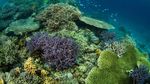 Potret Betapa Rindunya dengan Keindahan Bawah Laut Bunaken