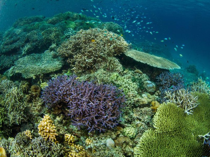 Lomba Bersihkan Sampah Jadi Upaya Jaga Kelestarian Bunaken