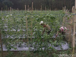 Geliat Desa Makmur Peduli Api, Kawasan Terdepan Pencegahan Kebakaran Lahan