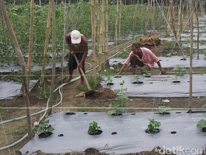 Kisah Suryono, Pemilik Sawit yang Sukses Ubah Nasib Jadi Petani Hortikultura