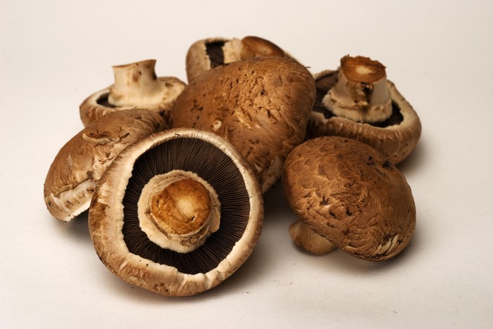 jamur portobello jamur portobello