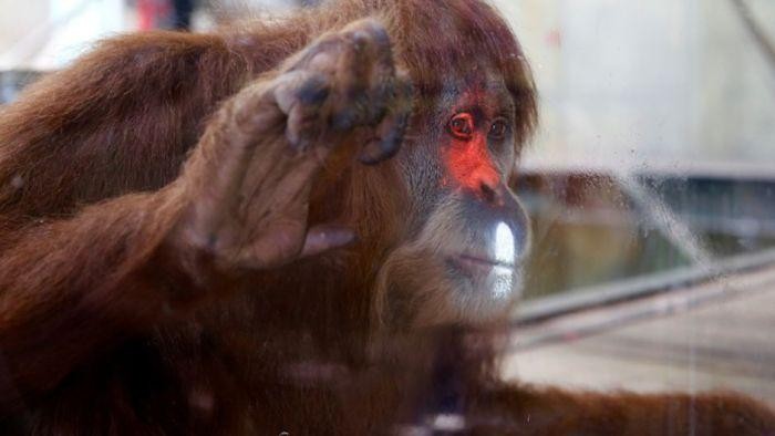 Orangutan di Melbourne akan Lebih Sering Main Video Game