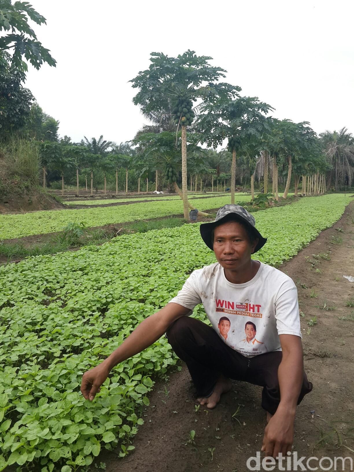 Petani Cabai Sukses Bangka Tengah Kisah Suryono Pemilik Sawit yang Sukses Ubah Nasib Jadi 