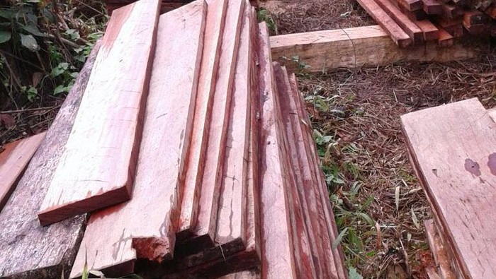 7 Pelaku Illegal Logging Ditangkap di Kawasan Konservasi di Sumut