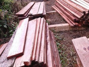 7 Pelaku Illegal Logging Ditangkap di Kawasan Konservasi di Sumut