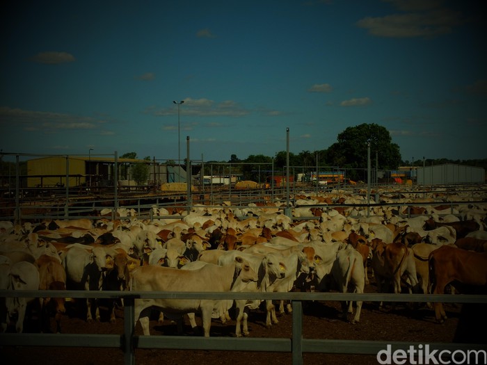 Ini Penyebab Harga Sapi Impor dari Australia Masih Tinggi