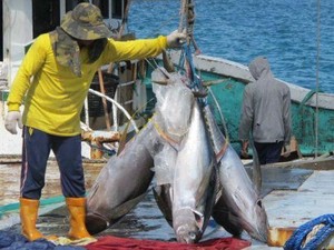 Kuota Tangkapan Bluefin Tuna buat RI Naik, Kini 1.670 Ton/ Tahun
