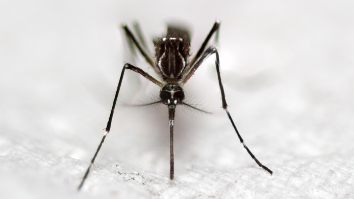 black culex mosquito on white background