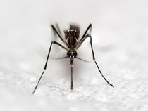 5 Kebiasaan yang Bisa Picu Nyamuk Berdatangan ke Rumah